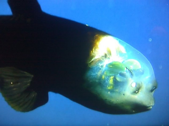 Barreleye