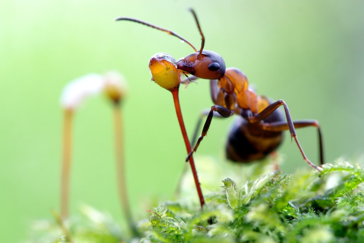 Ants can survive for up to two weeks underwater!
