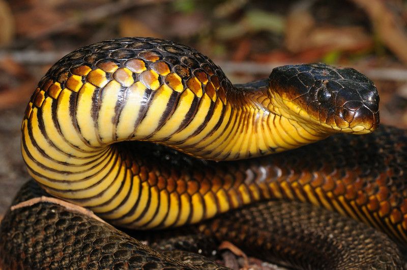 Tiger Snake