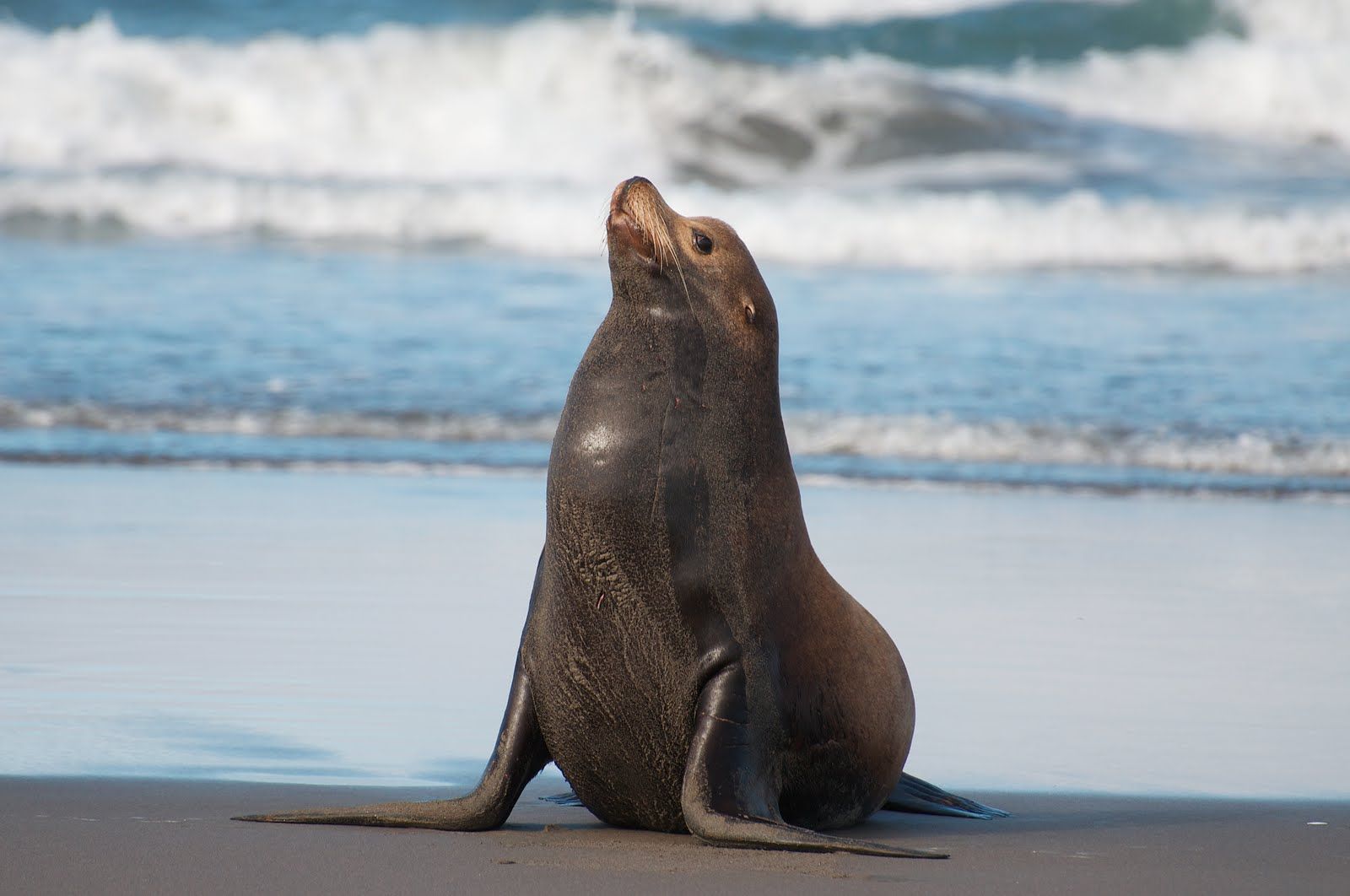 True seals and walruses belong to another group