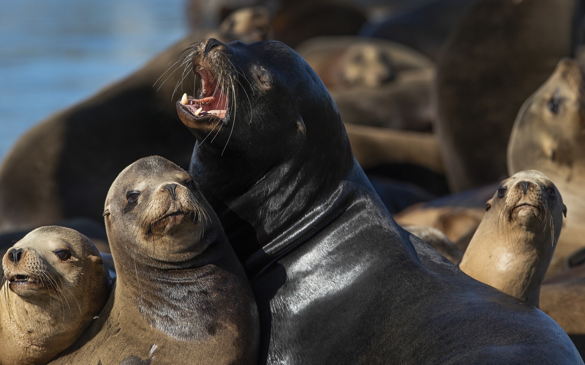 The Steller sea lion