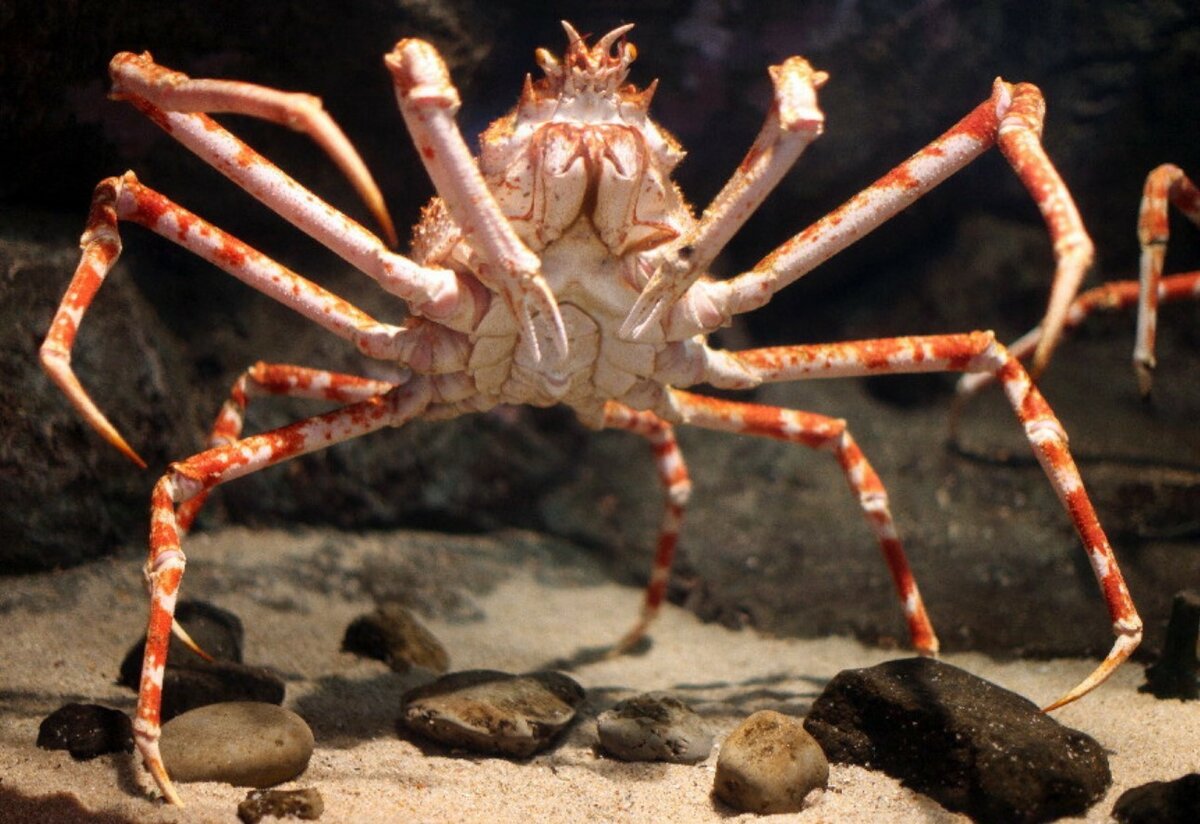 Japanese spider crab