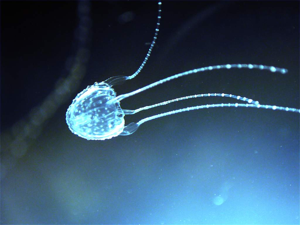 Irukandji jellyfish