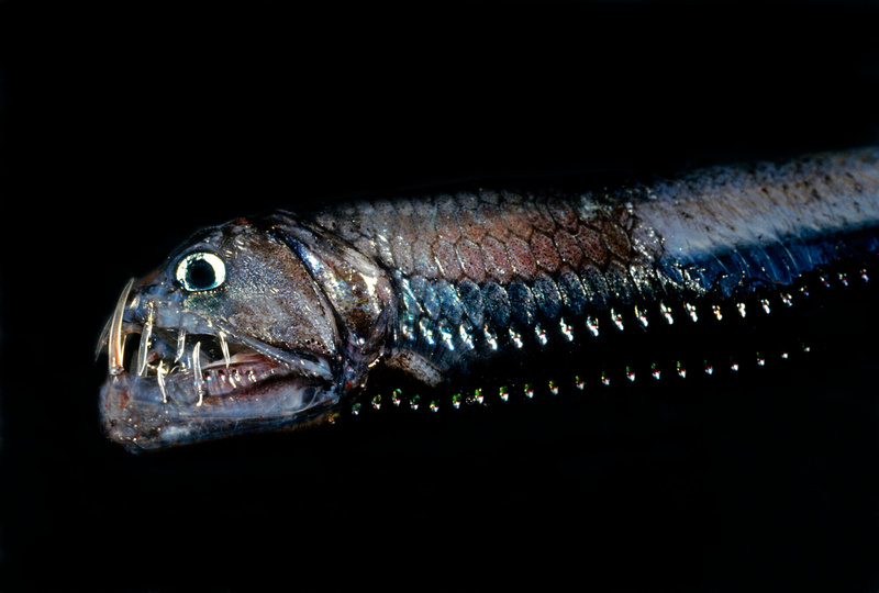 Pacific Viperfish