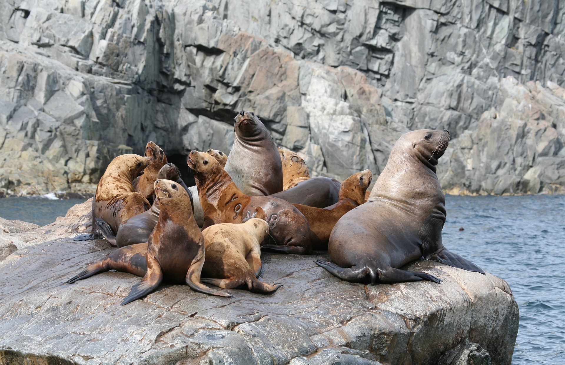 There are a large number of extant pinnipeds