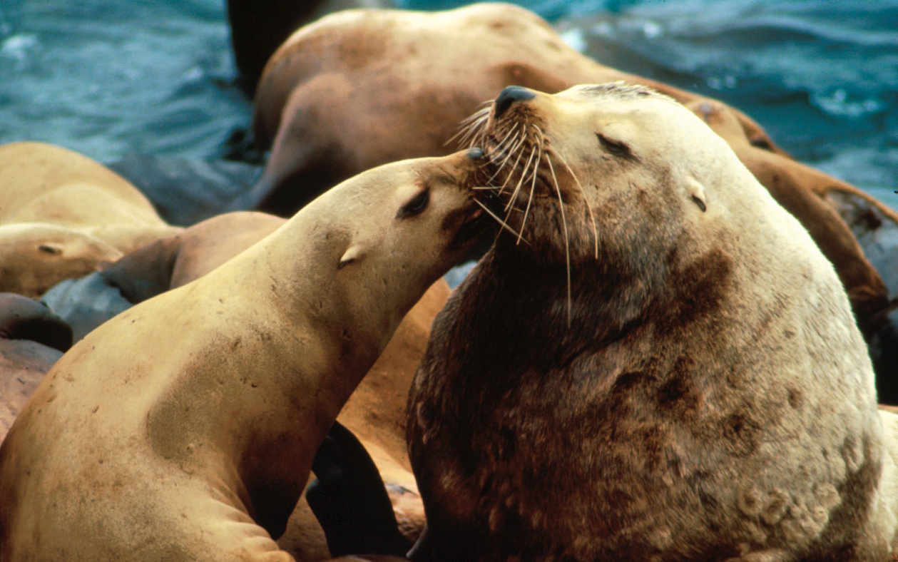 There are a large number of extant pinnipeds