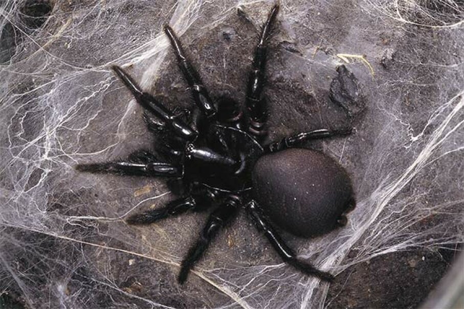The Sydney funnel-web spider