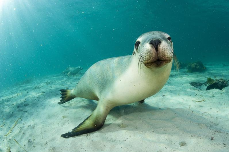 The Australian sea lion