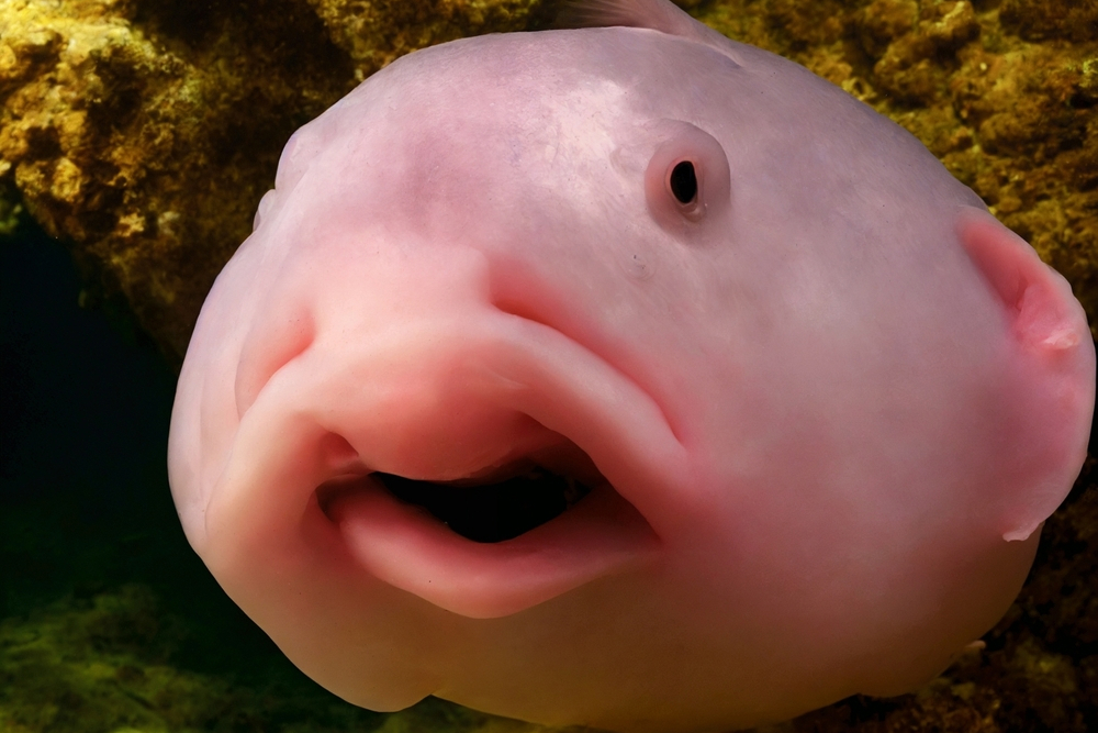Blobfish have no teeth