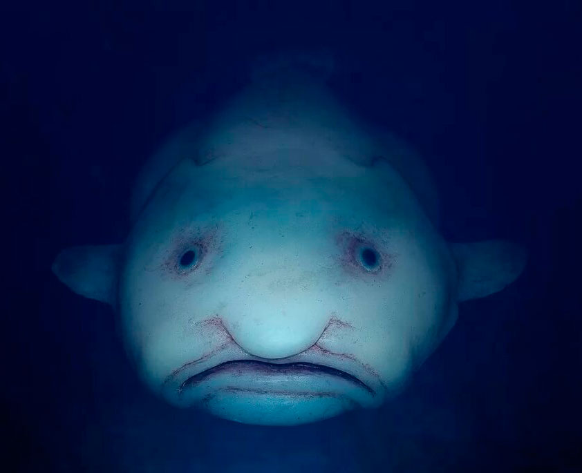 Blobfish live in the South Pacific Ocean