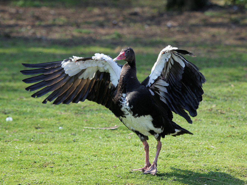 Spur-winged goose