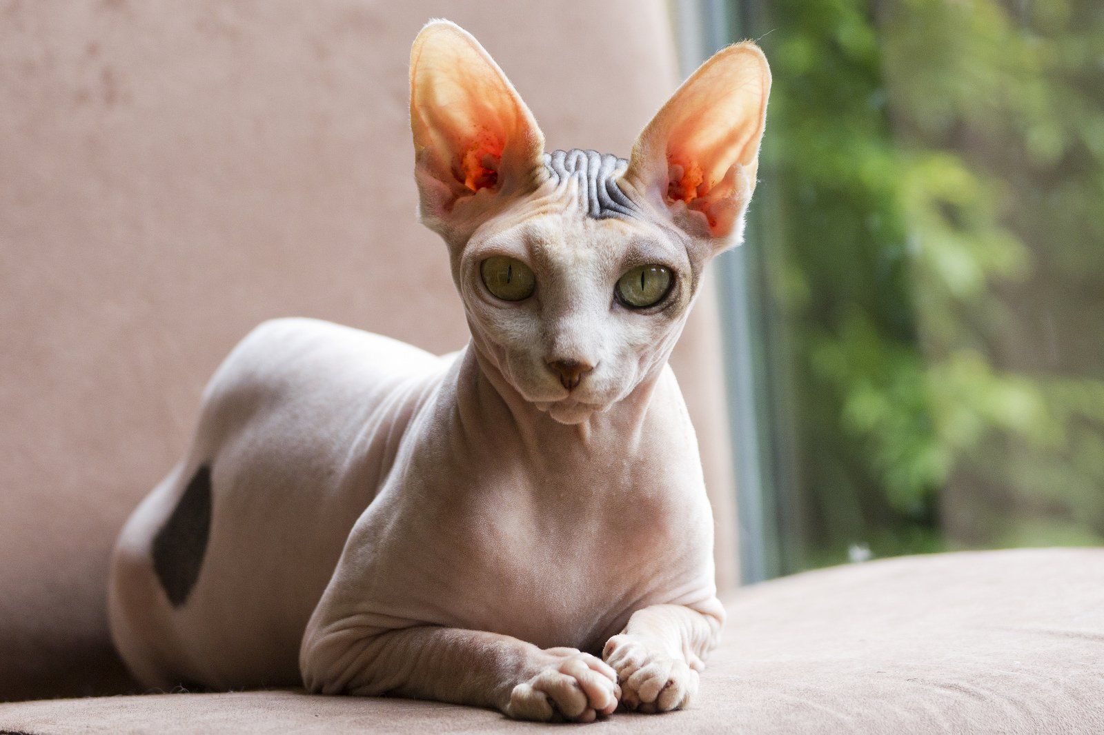 Sphynx cat – $300 – $3,000