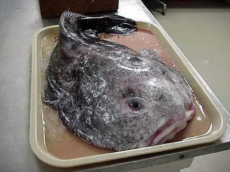 Blobfish live in the South Pacific Ocean