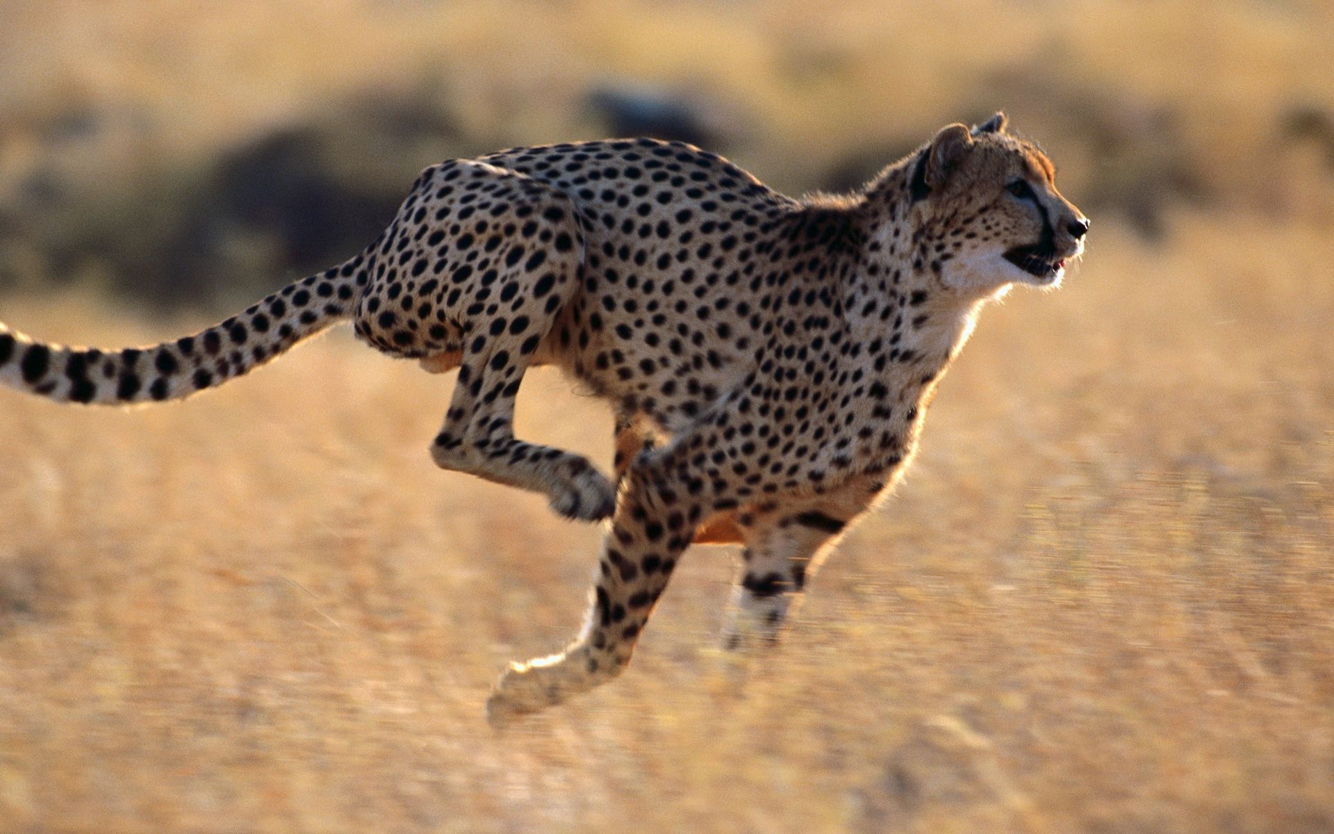 Cheetah – 128 km/h