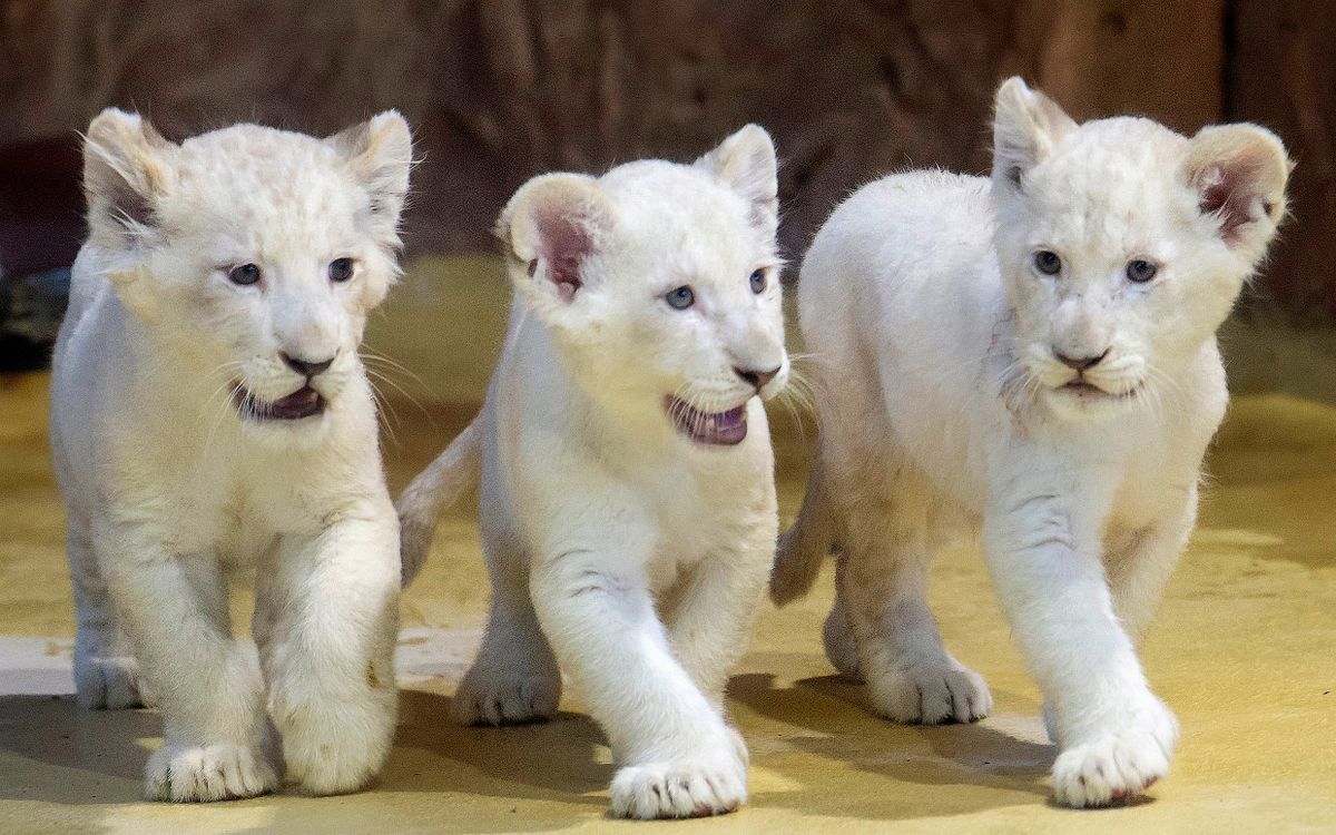 White Lion Cubs – $140,000