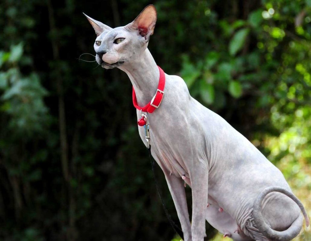 Peterbald