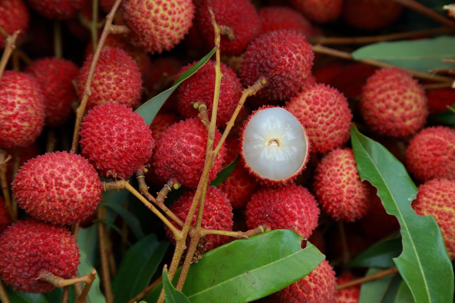 Lychee