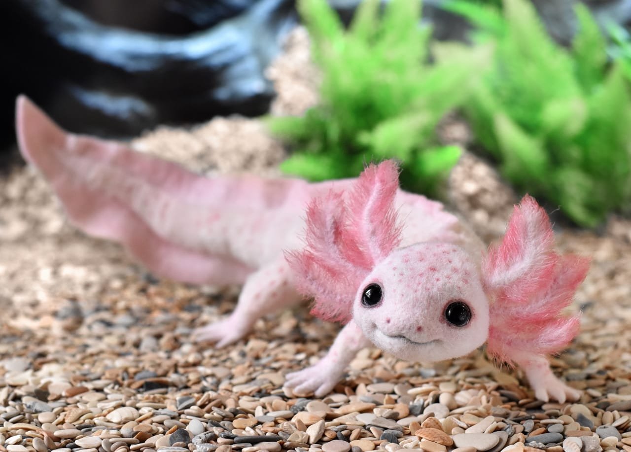 Axolotls can regenerate new body parts