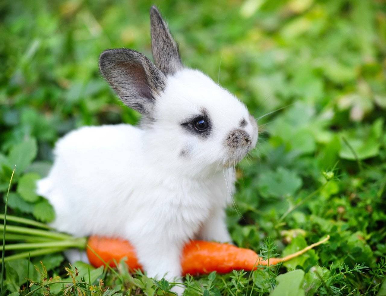 Diet of rabbits