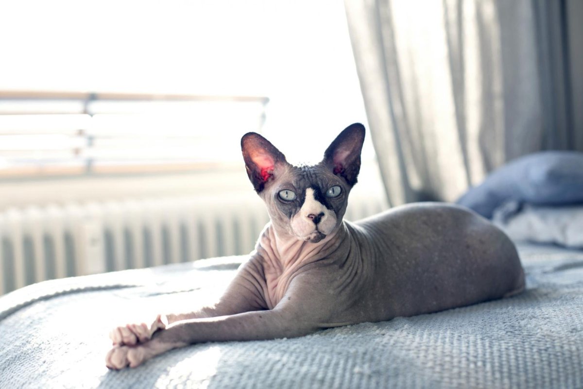 Sphynx cat – $300 – $3,000