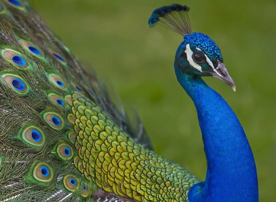 Indian peafowl