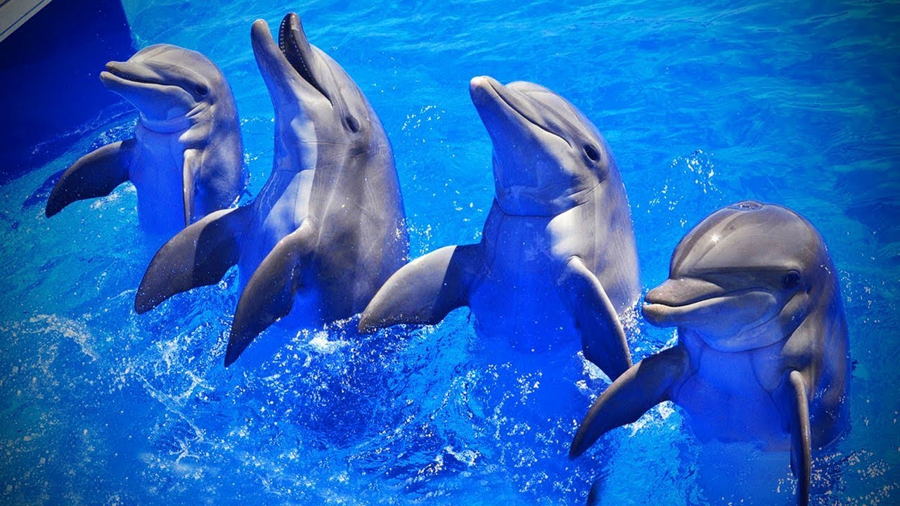 Dolphins