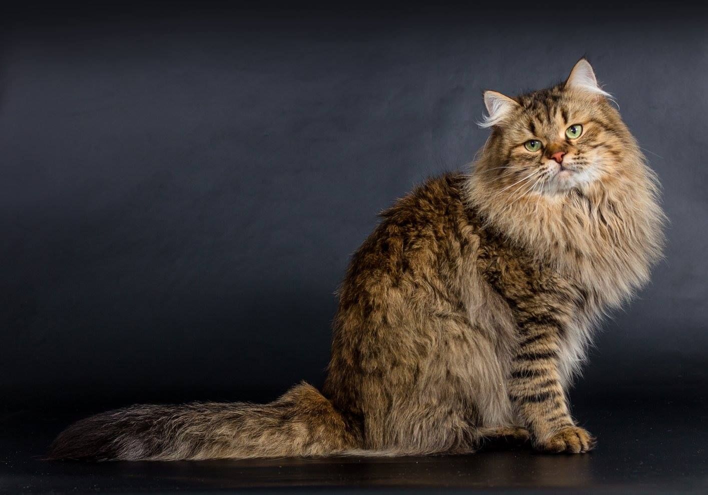 Siberian Cat