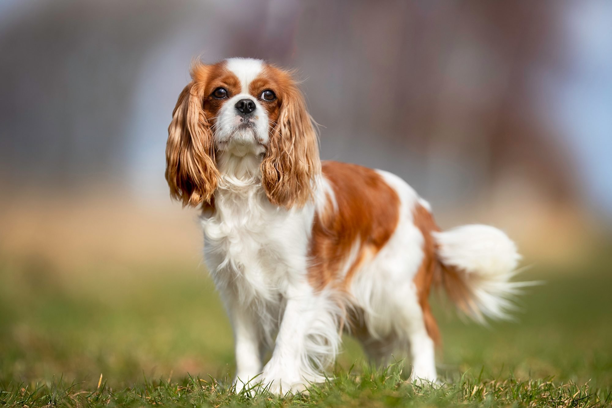 Cavalier King Charles Spaniel – $14.000