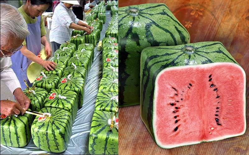 Square Watermelon – $800