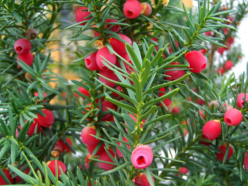 Yew Berry tree