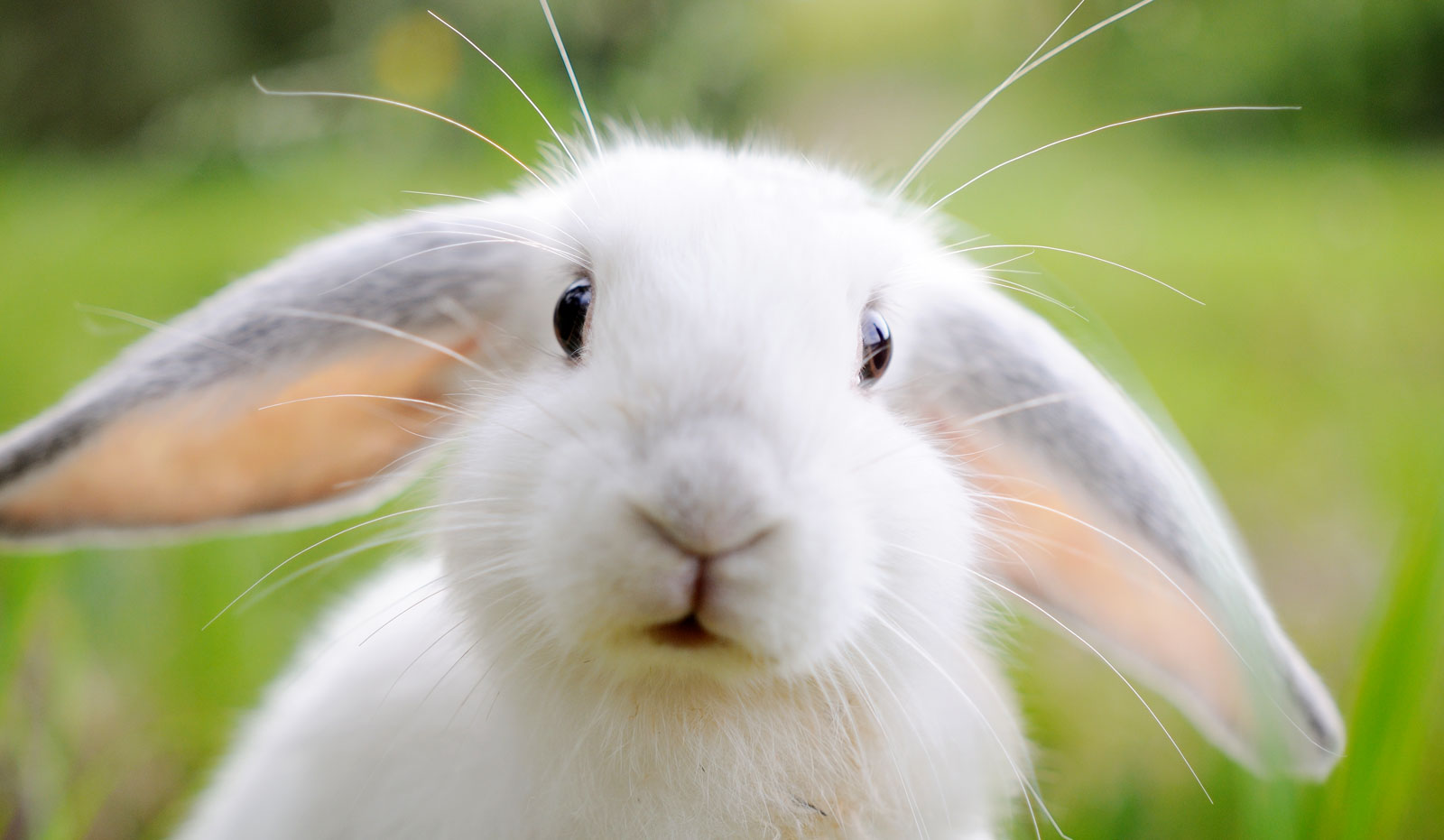 Rabbit’s ears assist in staying cool