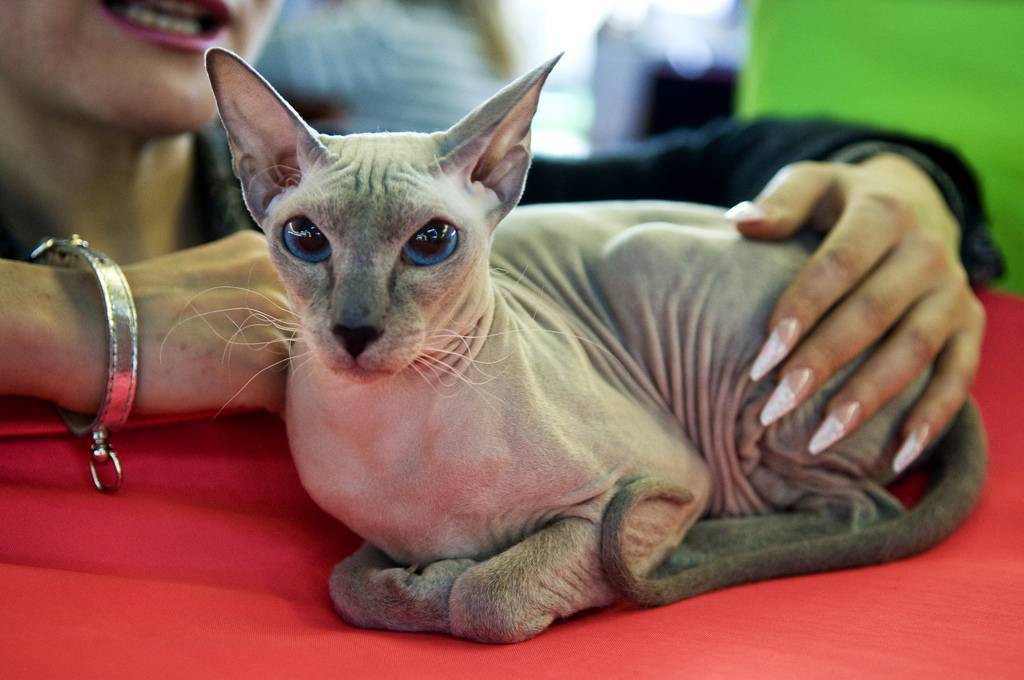 Peterbald