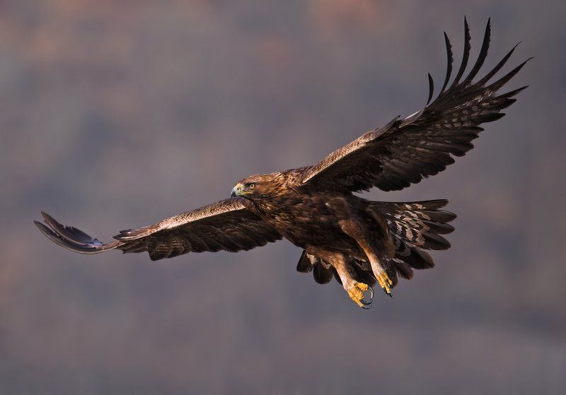 Golden eagle – 320 km/h