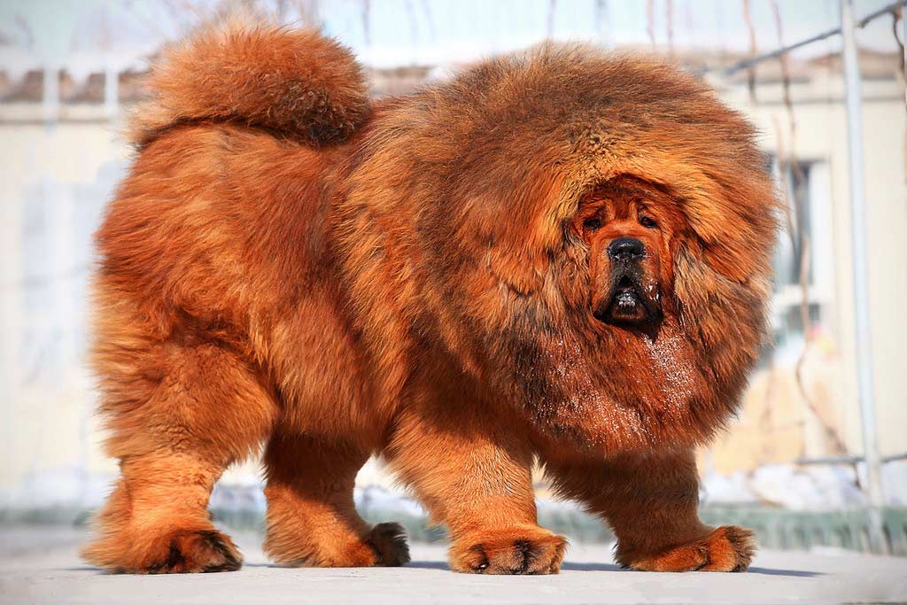 Red Pure Bred Tibetan Mastiff – $582,000