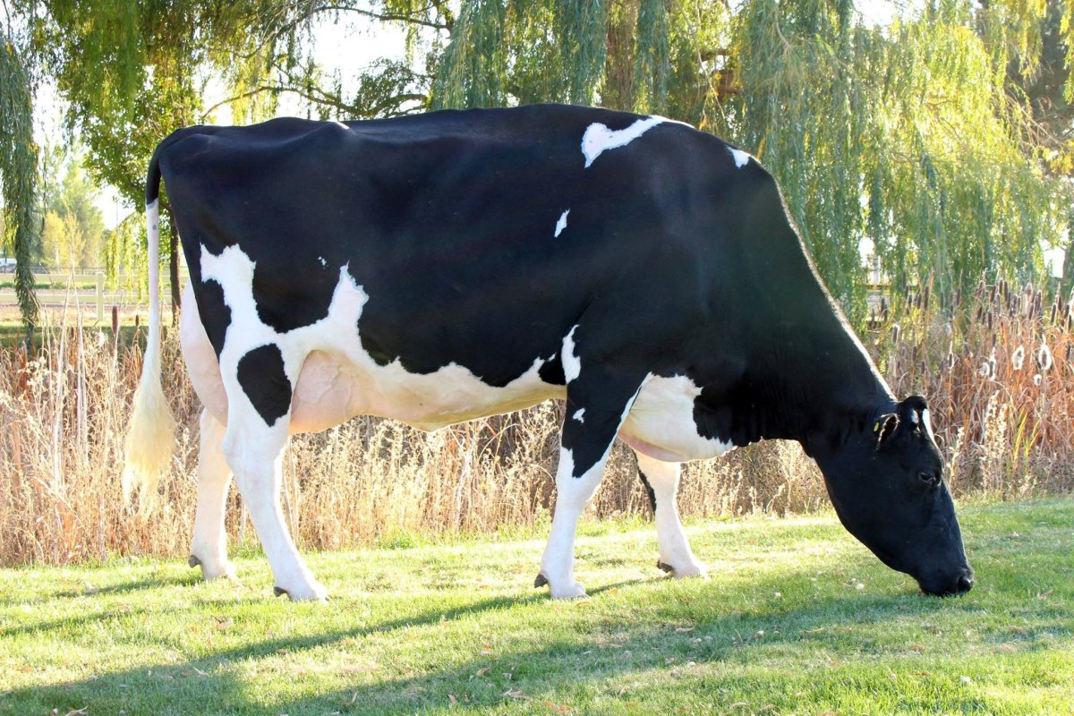 Miss Missy – Cow – $1.2 Million