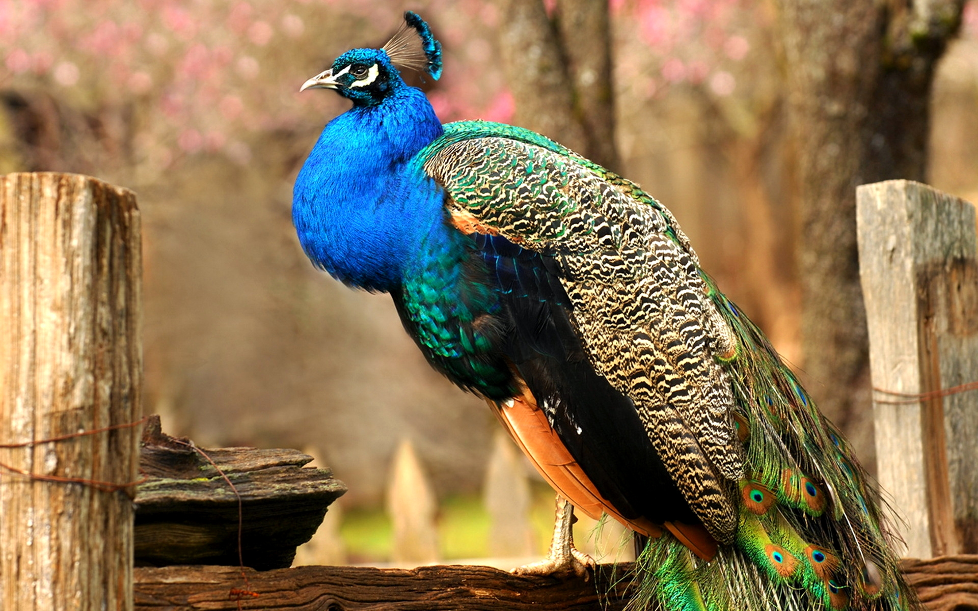 Indian peafowl