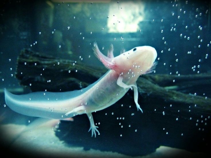 The axolotl is the Aztec god of fire and lightning