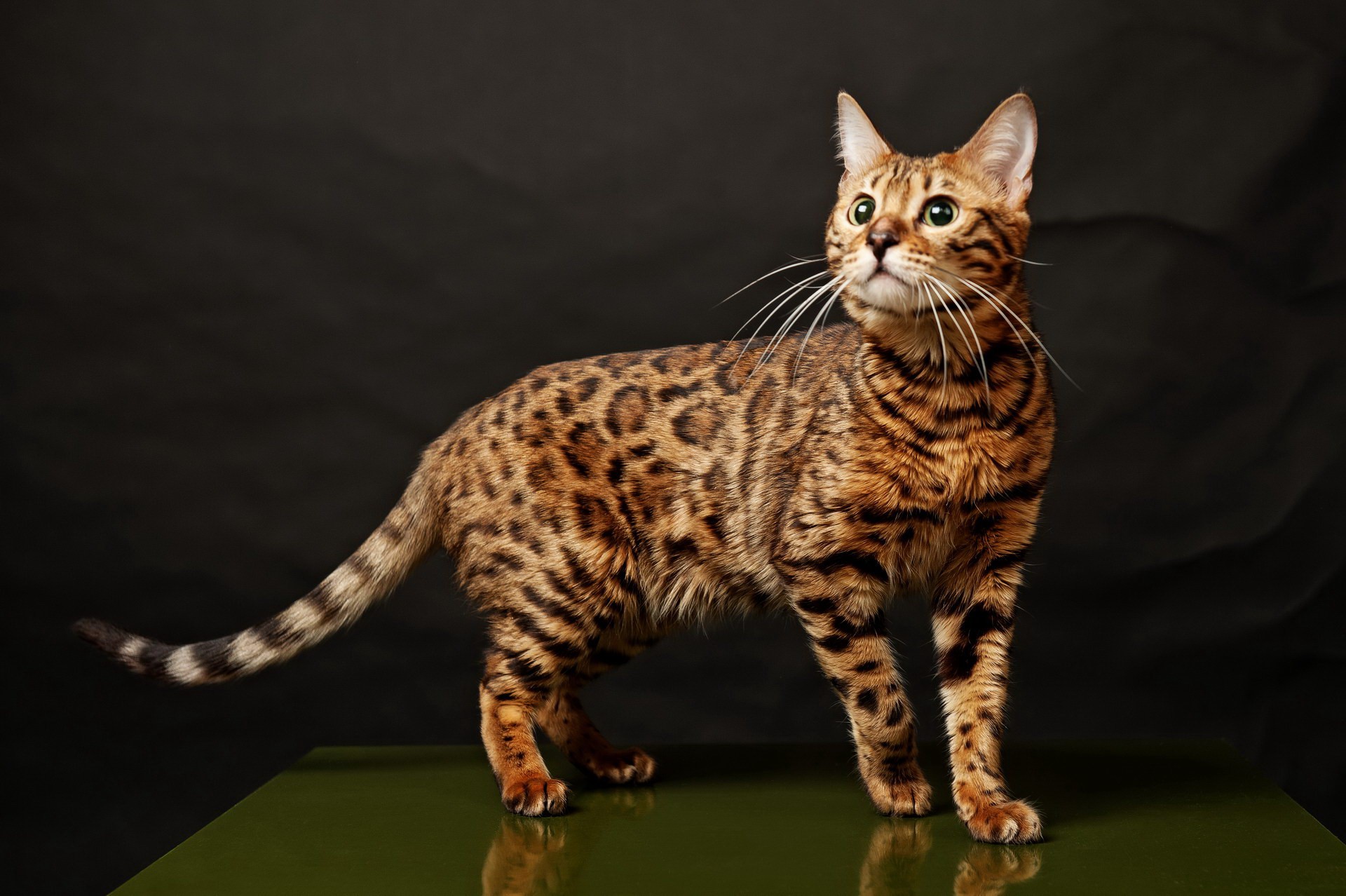 Allerca hypoallergenic cat – $6,000