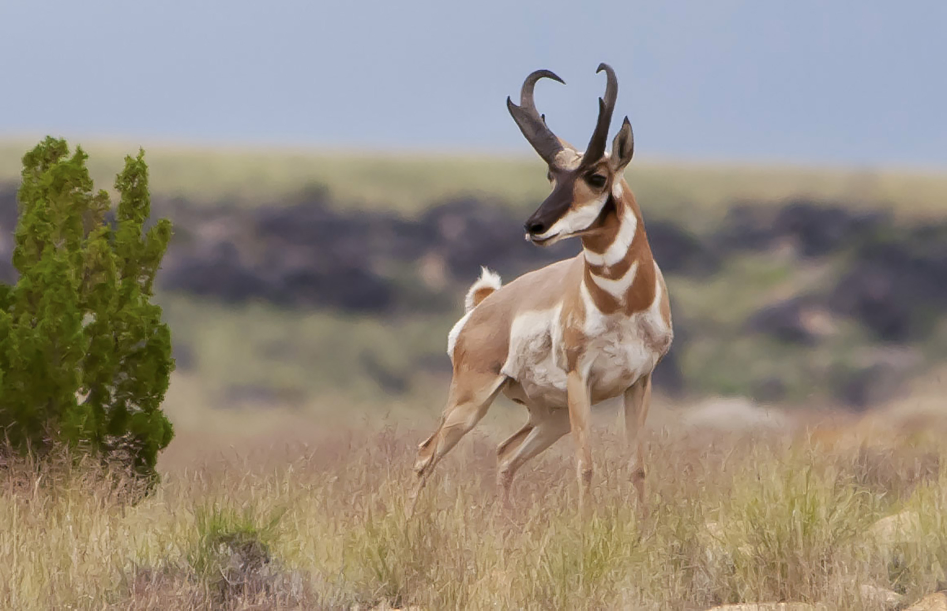 Pronghorn – 98 km/h