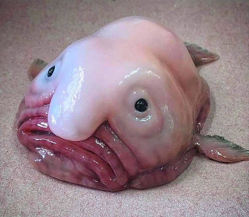 Blobfish are part of the Psychrolutidae fish family