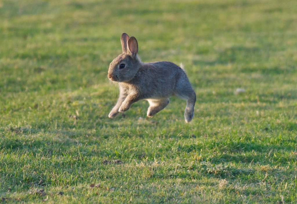 Rabbits are hard to catch