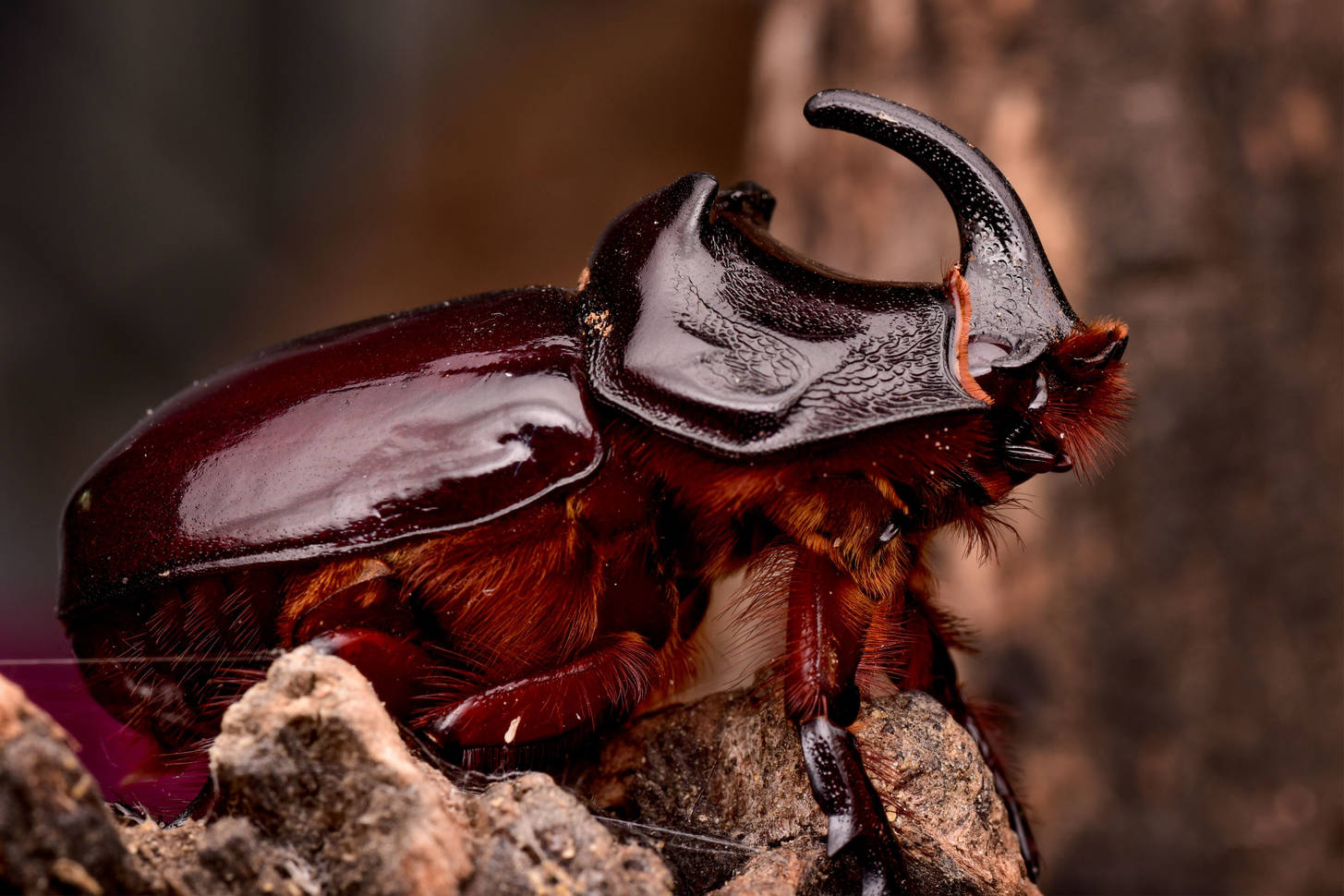 The rhinoceros beetle only lives for up to 16 months