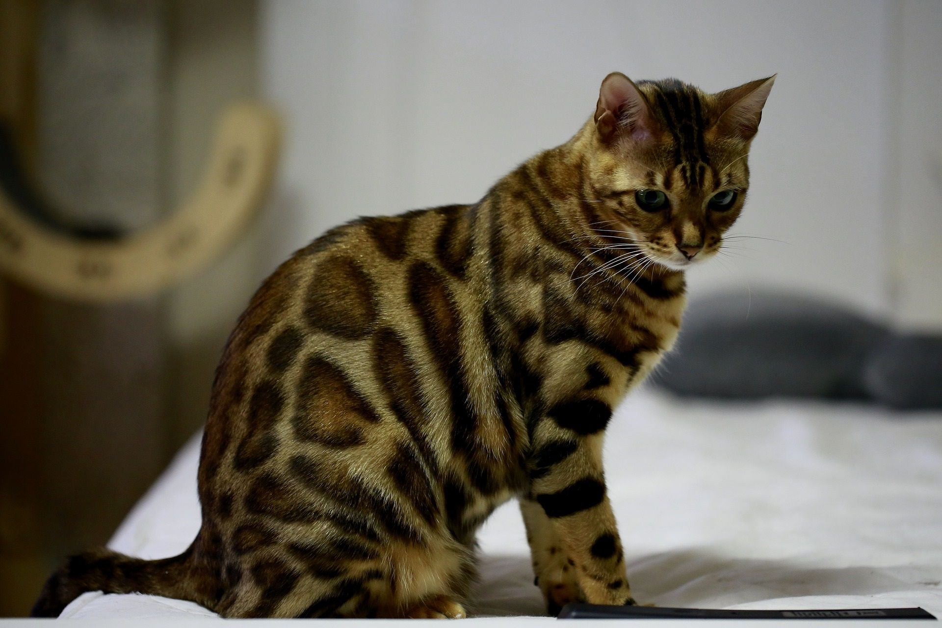 Bengal cat – $1,000 – $25,000