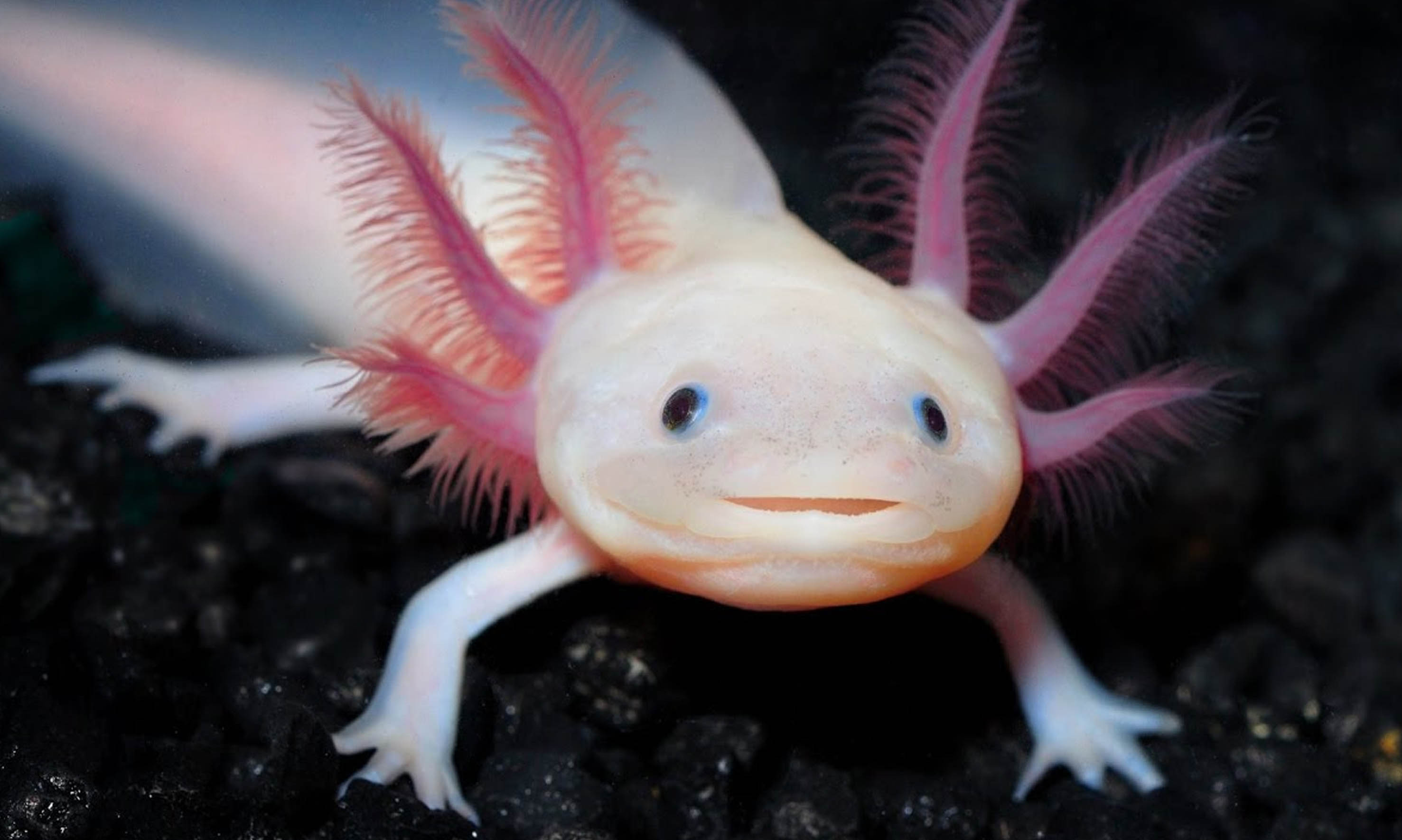 Axolotls are native to one place in the world
