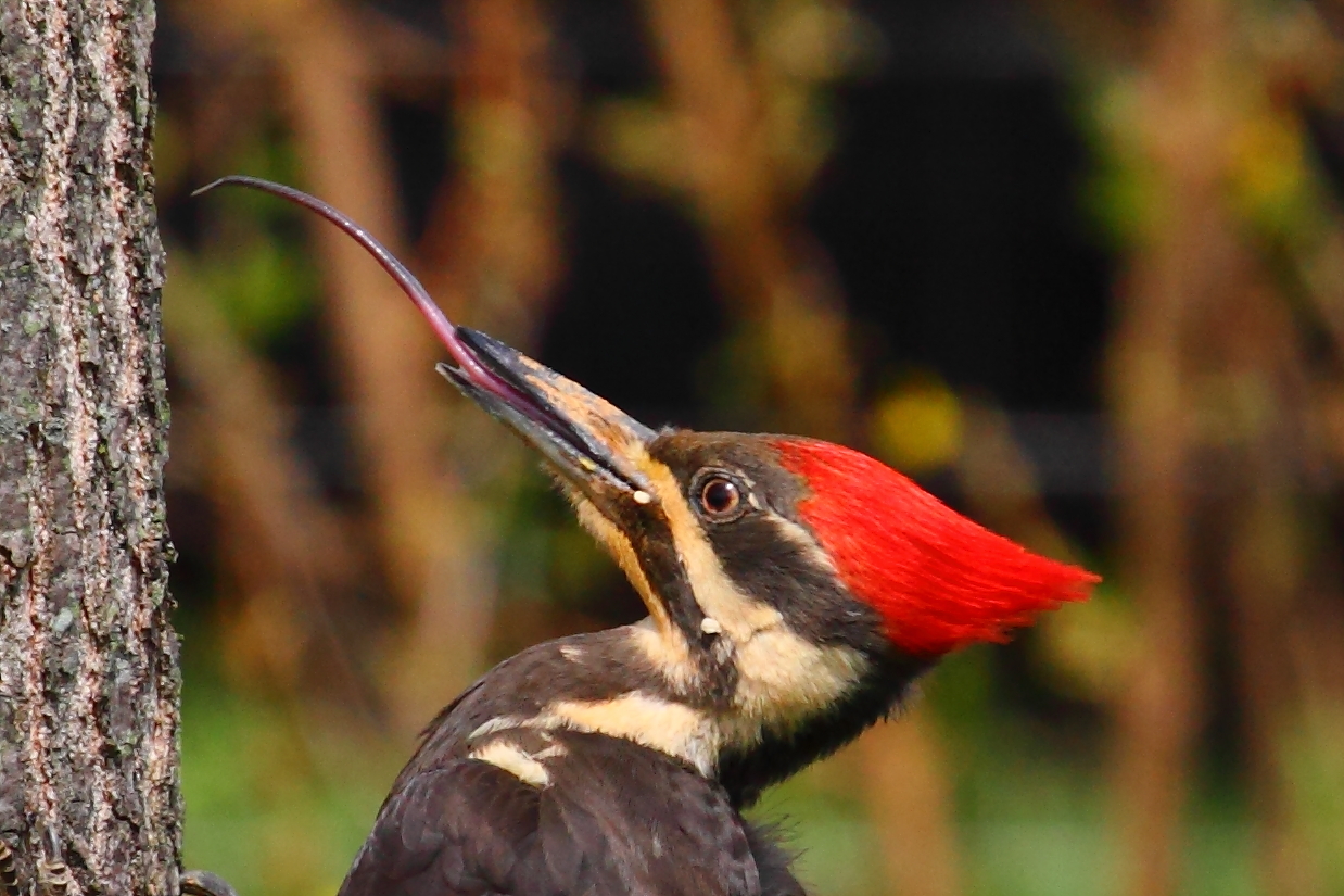 Woodpeckers don’t eat wood