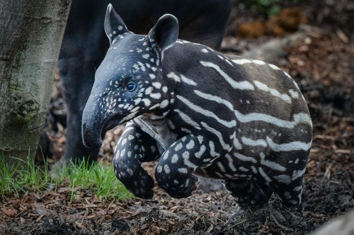 Baby Tapirs