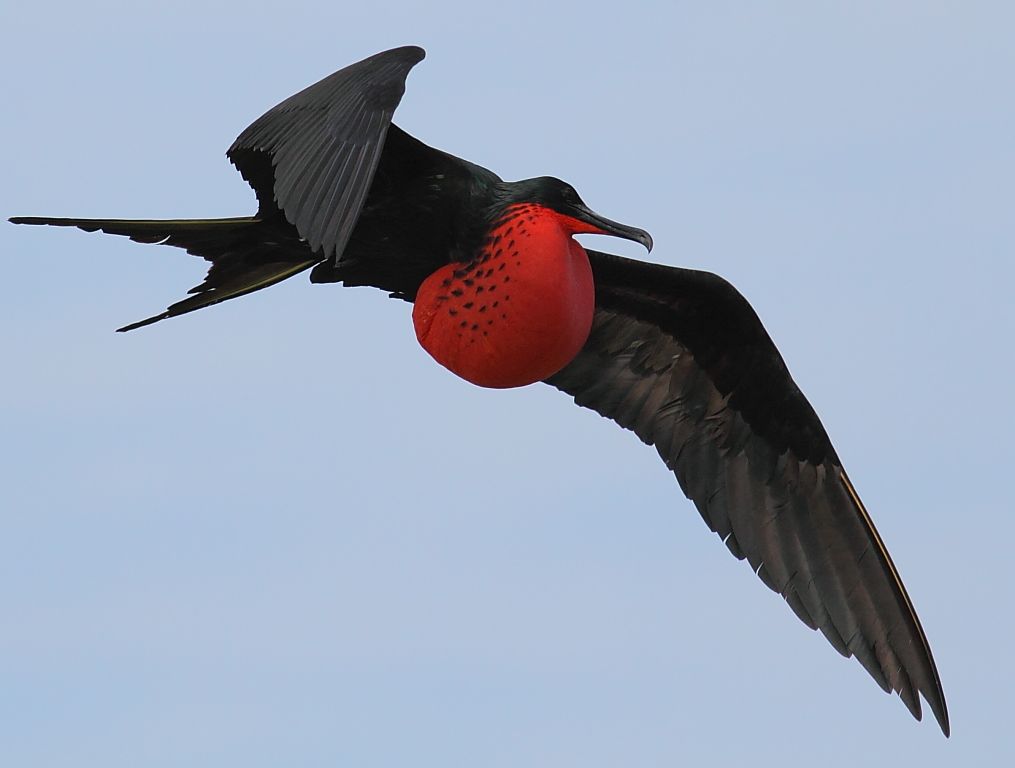 Frigate bird – 153 km/h
