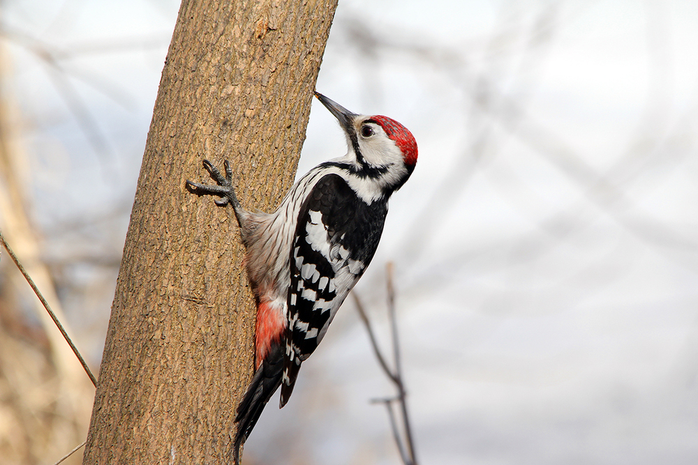 Woodpeckers prefer dead trees