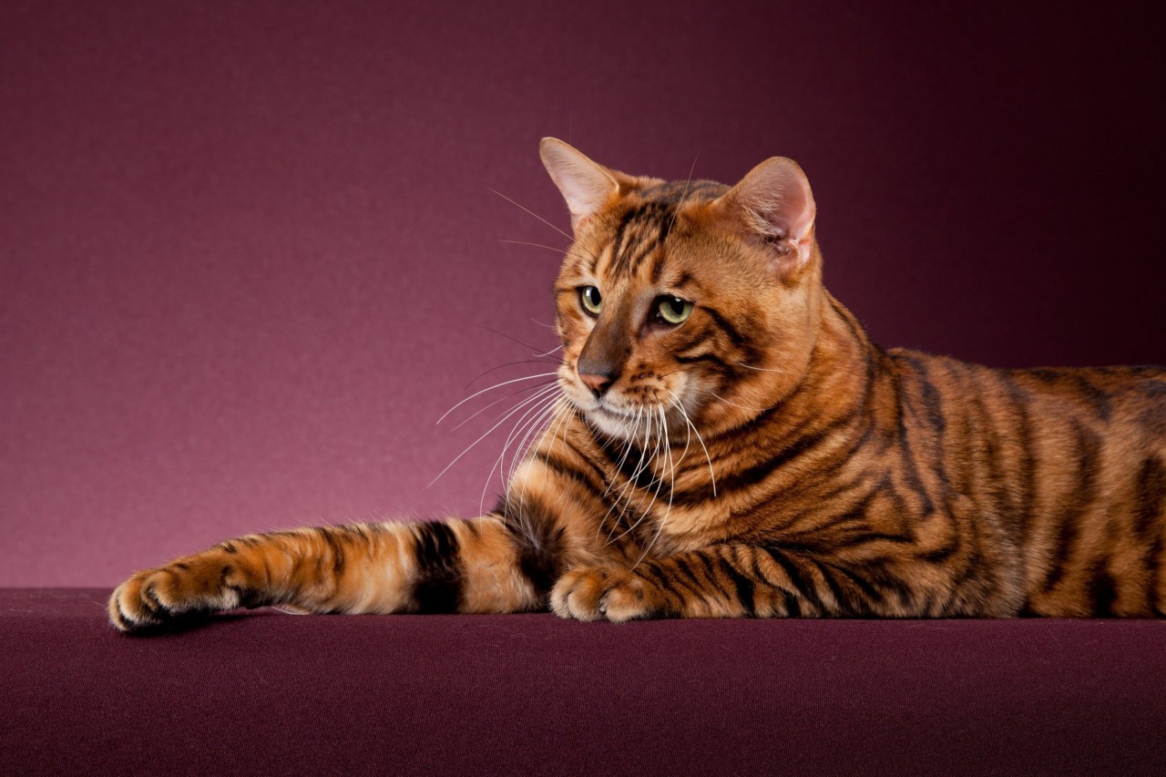 Toyger Cat