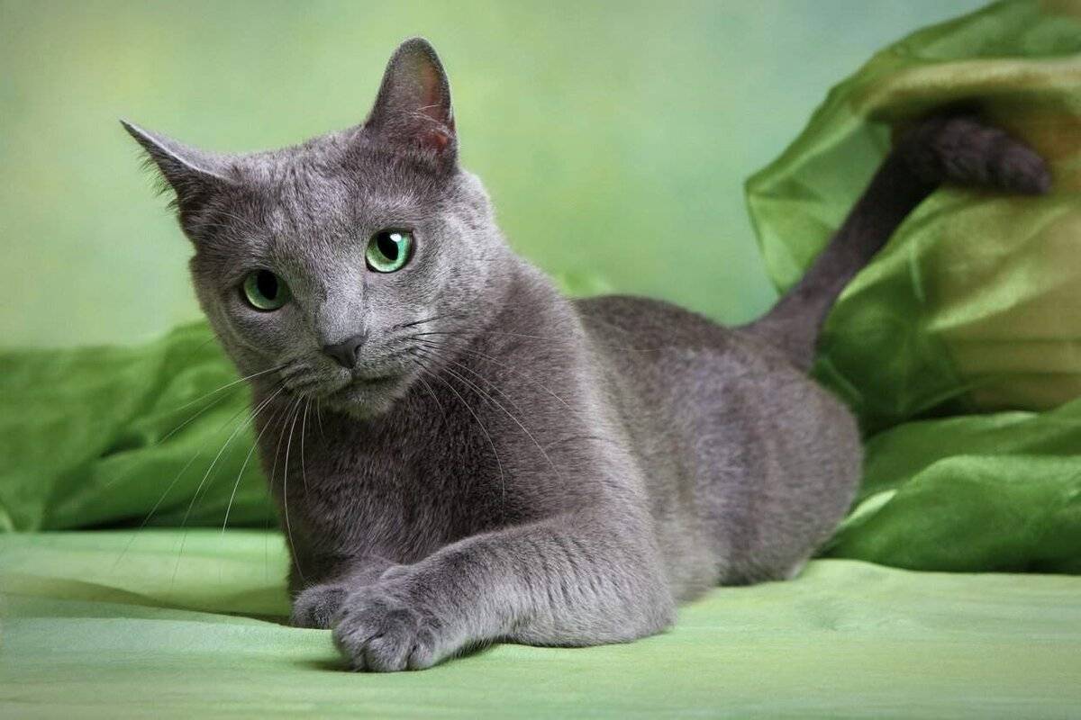 Russian Blue